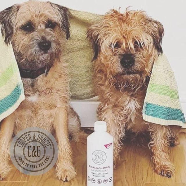 8 Steps to the perfect dog bath - Cooper & Gracie™ Limited 