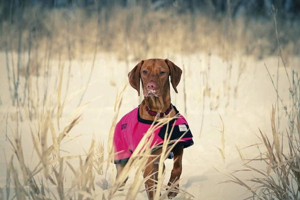 Can Dogs Get Fleas in Winter? - Cooper & Gracie™ Limited 