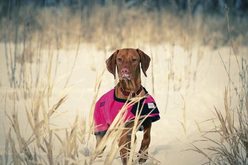 Can Dogs Get Fleas in Winter? - Cooper & Gracie™ Limited 
