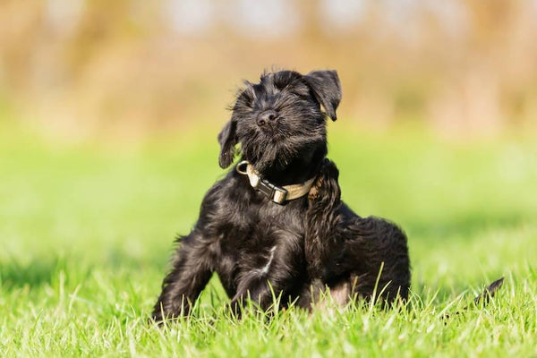 Dog Skin Problems in Summer: Why Does Your Dog Itch? - Cooper & Gracie™ Limited 
