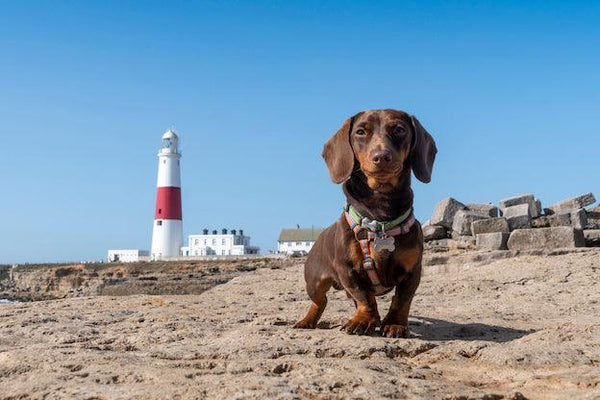 Fun Things to Do with Your Dog in the Summer - Cooper & Gracie™ Limited 