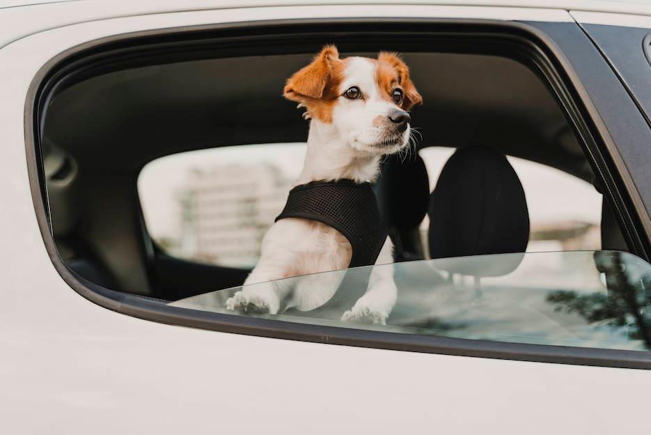 How to Help Dogs with Travel Anxiety - Cooper & Gracie™ Limited 