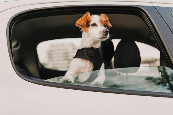 How to Help Dogs with Travel Anxiety - Cooper & Gracie™ Limited 