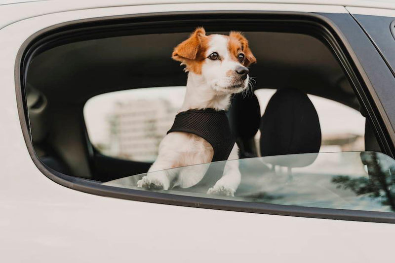 How to Help Dogs with Travel Anxiety - Cooper & Gracie™ Limited 
