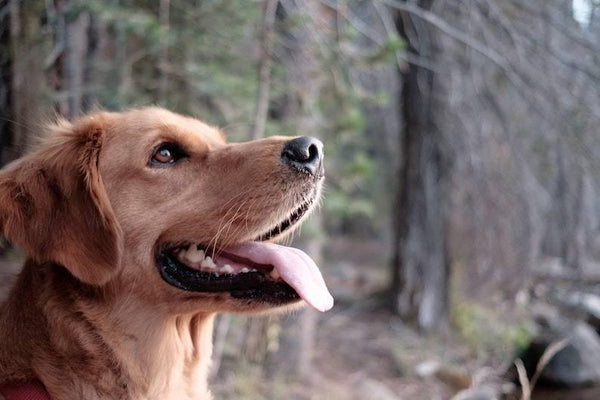 How to Prevent Your Dog from Getting Fleas - Cooper & Gracie™ Limited 