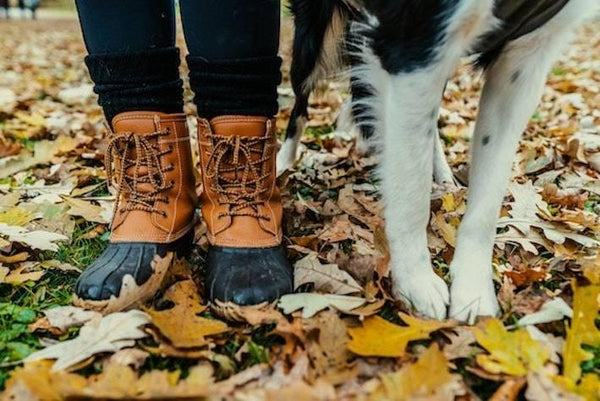 How to Protect Your Dog's Paws This Winter - Cooper & Gracie™ Limited 