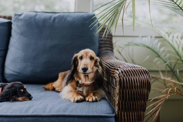 How to Relieve Separation Anxiety in Dogs - Cooper & Gracie™ Limited 