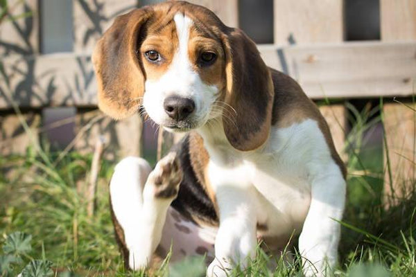 How to Soothe Your Dog’s Itchy Skin - Cooper & Gracie™ Limited 