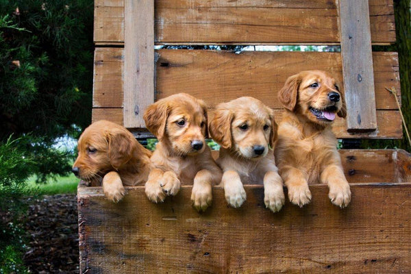 How to Toilet Train Puppies Quickly - Cooper & Gracie™ Limited 