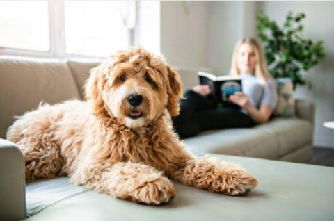Ideas to keep your dog entertained at home in Lockdown - Cooper & Gracie™ Limited 