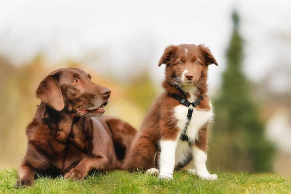 Introducing a New Puppy to Your Dog - Cooper & Gracie™ Limited 