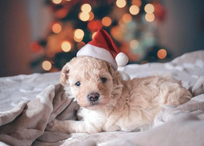 New Puppy Care Checklist: How to Prepare for A Puppy - Cooper & Gracie™ Limited 